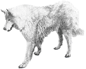 Antarctic Buck