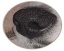 black nose