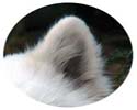 samoyed ear