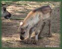 reindeer1