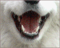 samoyed smile