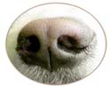 winternose