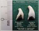 compare teeth